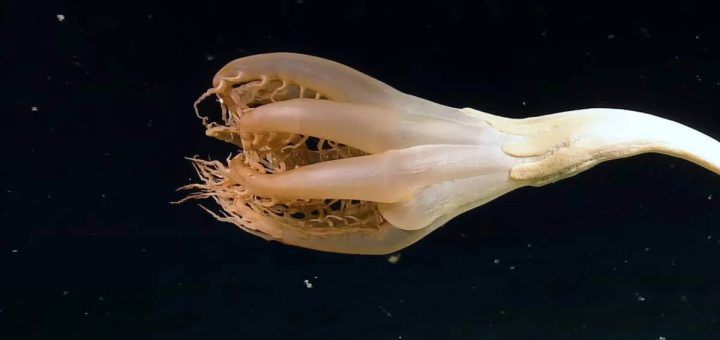 Как се прави