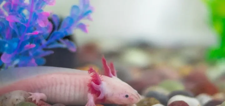 aksolotl