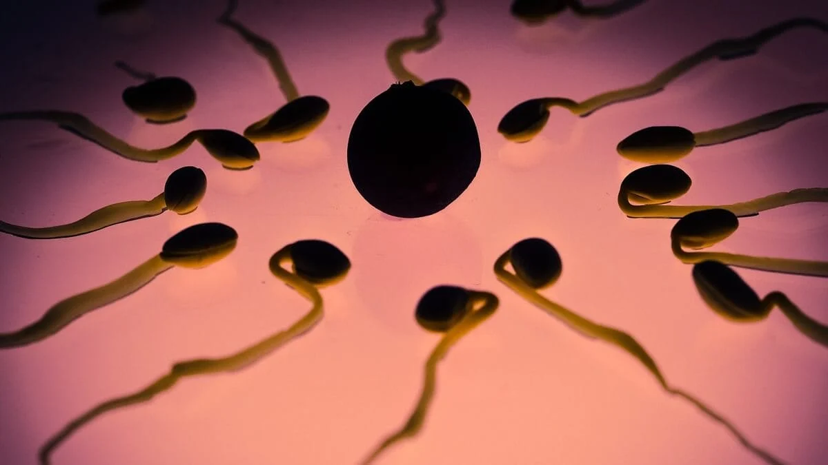vremeto spermatozoid